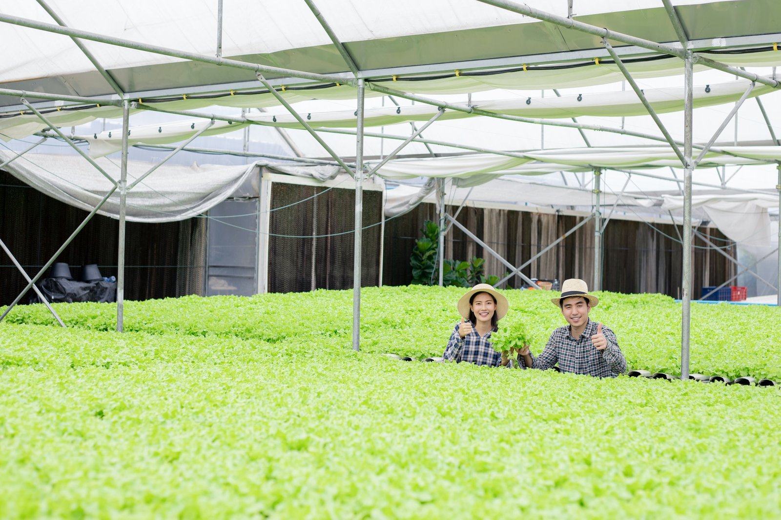 gardeners-are-collecting-organic-vegetables-harvested-from-the-hydroponics-vegetable-farm-.jpg